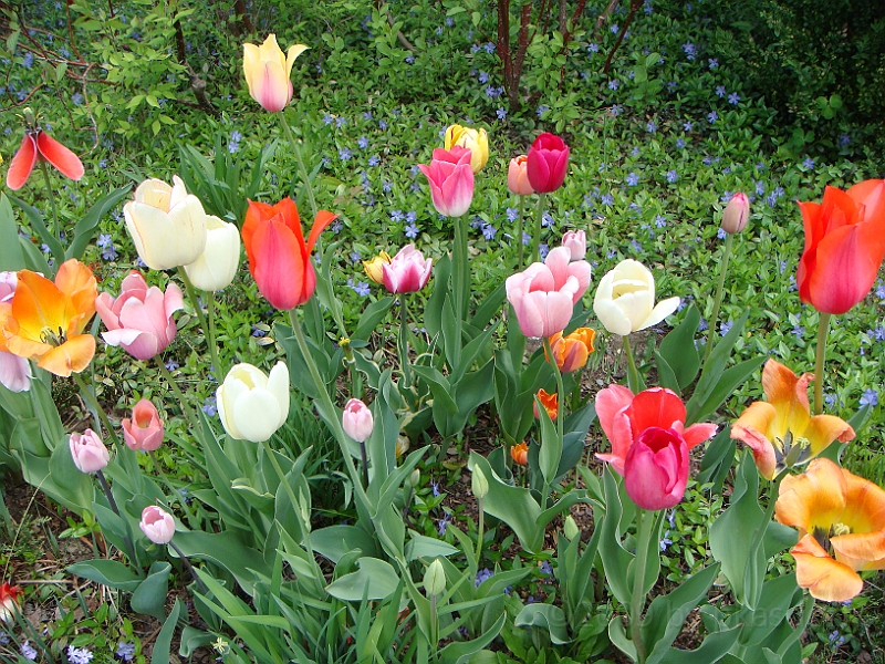 54 Nancy's Garden [2009 May 10].JPG - Nancy's Garden.